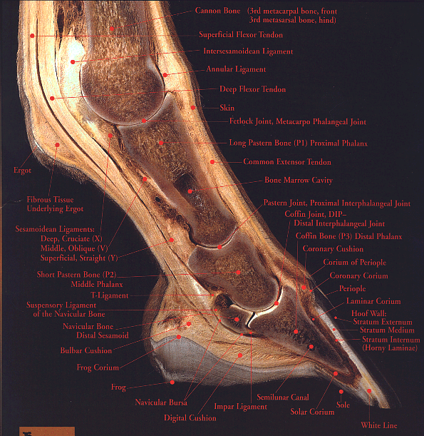 [DIAGRAM] Horse Hoof Anatomy Diagram